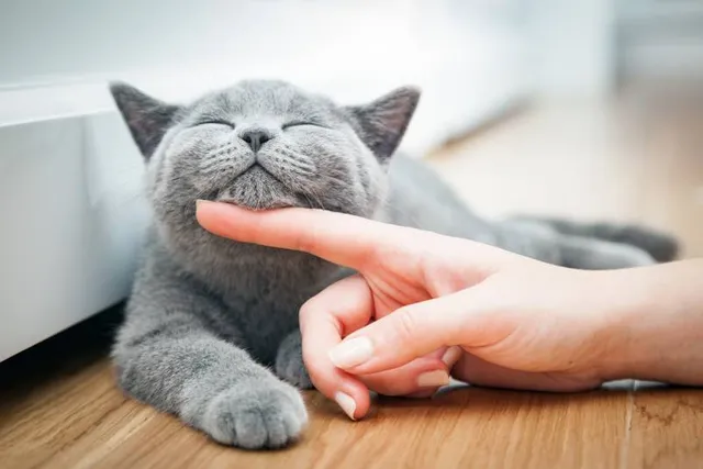 How to Make Your Cat Happy: 22 Effective Vet-Verified Ways