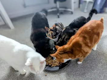 Zazzles and Her Multiple Personalities