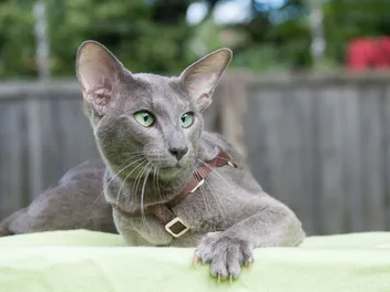 14 Asian Cat Breeds (With Info & Pictures)
