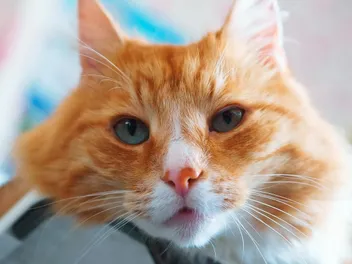 E. Coli Infection in Cats: Vet Approved Signs, Causes & Care