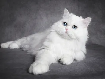 Do Deaf Cats Tend to Be More Affectionate? What You Need to Know!