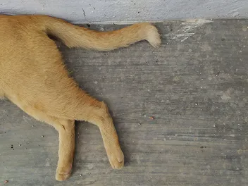 What Causes Lumps on the Rear Legs of Cats? 4 Common Causes (Vet Answer)