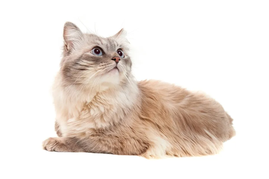 An adorable fluffy cat with blue yeues lies and looks