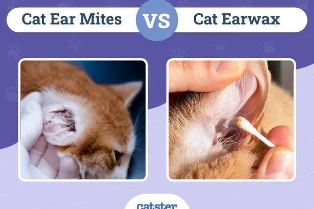 Cat Ear Mites vs Earwax: Vet-Reviewed Ways to Tell the Difference