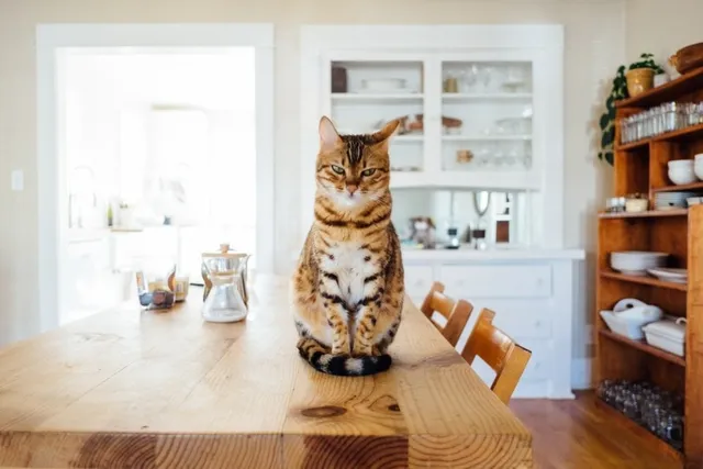 16 Vet-Reviewed Tips on How to Cat-Proof Your Apartment
