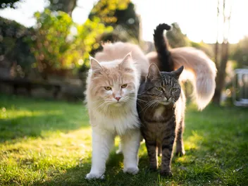 Are Cats Monogamous? Vet-Verified Mating Practices