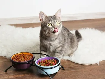 How to Stop Older Cats From Eating Kitten Food: 6 Vet Approved Tips