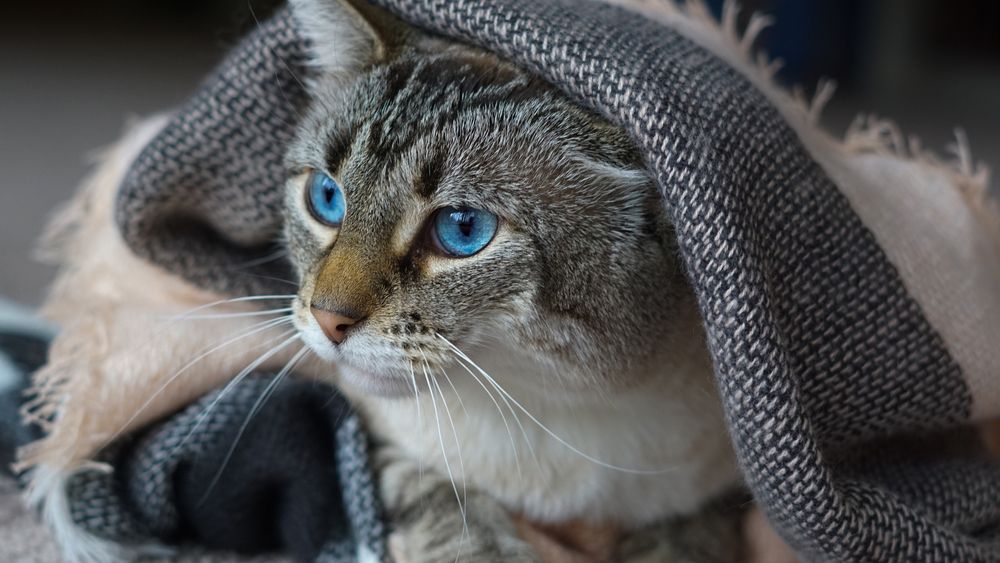 A close up of a cute Lynx-Point tabby Siamese cat with blue eyes under a blanket