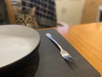 Can Cats Understand Multiple Languages? Dr. Lauren's Perspective