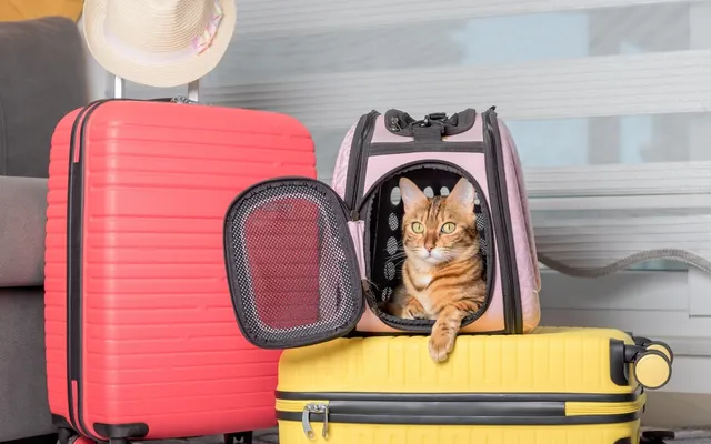 National Pet Travel Safety Day 2026: When Is It & Useful Tips (Vet-Verified)