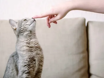 How to Train Your Cat: Vet-Approved Cat Training Guide