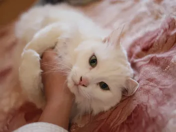 Why Does My Cat Hug My Arm? 5 Vet-Reviewed Reasons