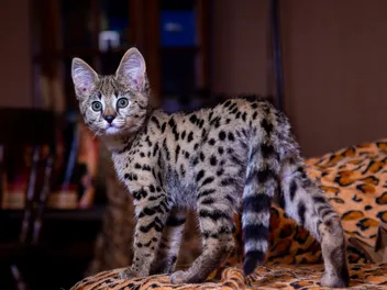 How Long Does It Take a Cat to Adjust to a New Home? Vet-Reviewed Facts & FAQ