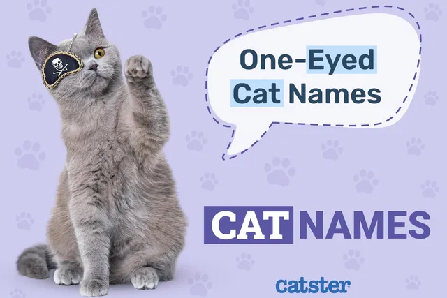 550+ One-Eyed Cat Names: Great Ideas for Your Great Cat