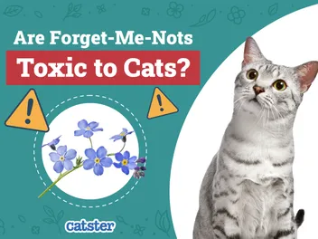 Are Forget-Me-Nots Toxic to Cats? Vet-Reviewed Houseplants Examined