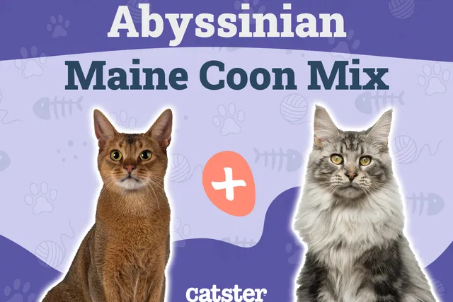 Abyssinian Maine Coon Mix: Info, Pictures, Care & More