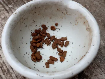 How to Keep Ants Out of Cat Food (Quick & Simple Vet-Approved Tips)