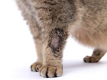 Warbles (Wolf Worm) in Cats: Vet Explained Causes, Signs & Care