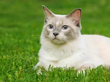 Are Ragdoll Cats Smarter than the Average Cat? Vet-Verified Facts & Info
