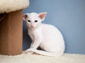 10 Best Modern Cat Trees in 2026 - Reviews & Top Picks