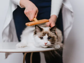 How Much Do Ragdoll Cats Shed? Brushing & Bathing Tips