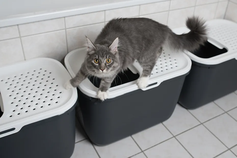 blue maine coon cat standing on top entry litter box