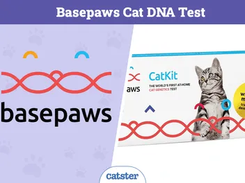 Basepaws Cat DNA Test Review: Pros, Cons, FAQ & Verdict