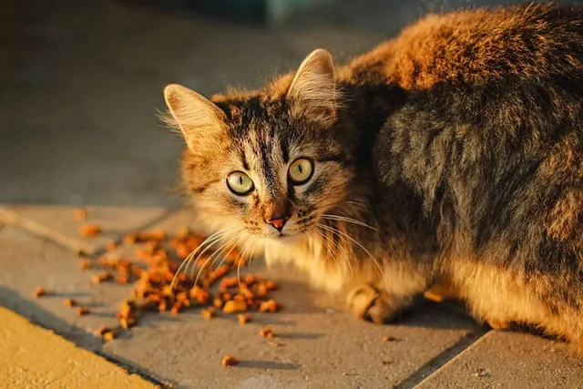 What To Feed A Colony of Feral Cats? 12 Vet Approved Tips & Advice