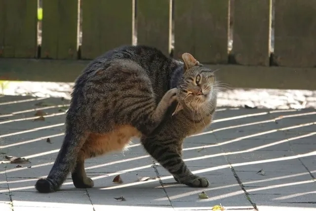 My Cat Is Scratching Their Ears Raw, What's Wrong? Our Vet Answers
