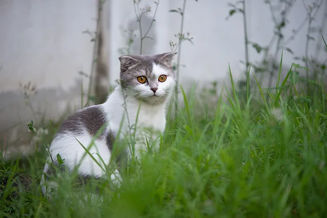 12 Grey & White Cat Breeds: Top Choices for Your Home (With Info & Pictures)