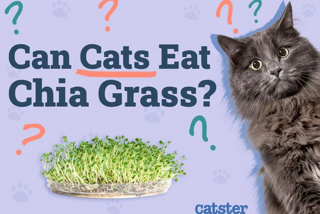 Can Cats Eat Chia Grass? Vet-Reviewed Nutritional Information & Facts