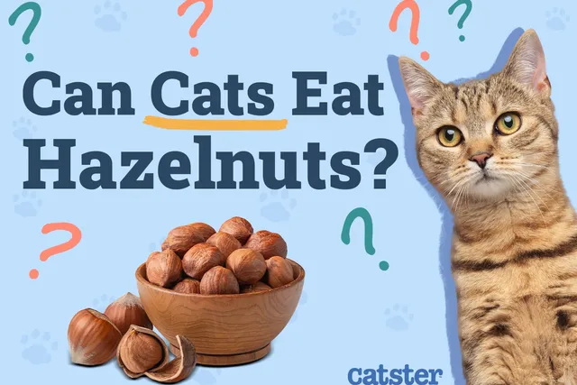Can Cats Eat Hazelnuts? Vet Approved Nutritional Facts & FAQ