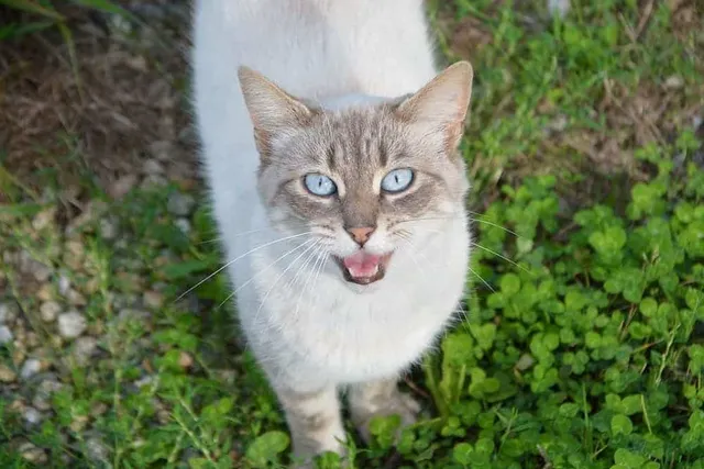 Why Does My Cat Chase Me? 8 Vet-Reviewed Reasons & What to Do