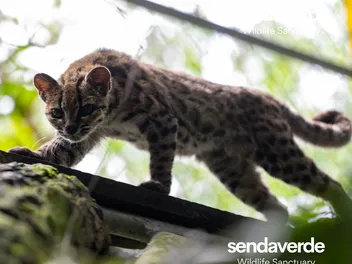 First New Cat Species In A Century – and It Has Been Hiding in Plain Sight