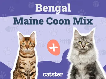 Bengal Maine Coon Mix Cat Breed: Info, Pictures, Temperament & Traits