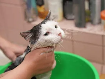 How to Give a Cat a Flea Bath Without Getting Scratched: 3 Vet-Verified Tips