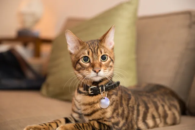 How to Stop a Cat From Scratching Your Couch: Vet-Reviewed Guide
