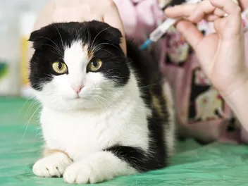 Rabies Vaccines for Cats: A Complete Guide (Vet Answer)