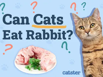 Can Cats Eat Rabbit? Vet-Verified Health Risks & Precautions