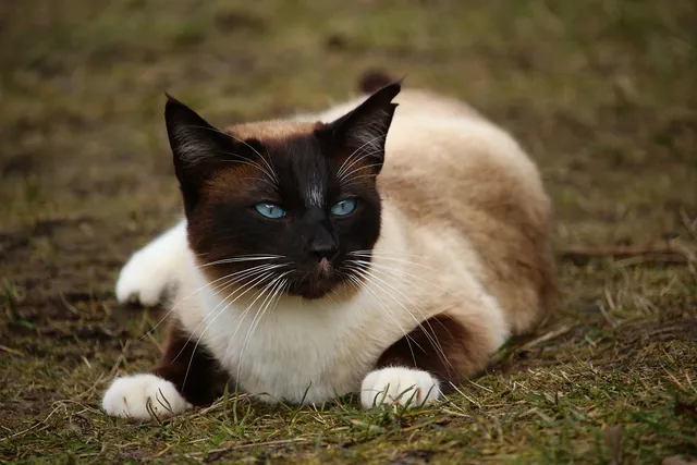 33 Striking Siamese Cat Colors (With Pictures, Vet-Reviewed)
