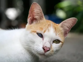 Iris Atrophy in Cats: Signs, Causes & When to See a Vet (Expert Guide)