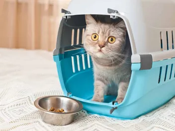 9 Best Cat Carriers for Nervous Cats in 2026 – Reviews & Top Picks