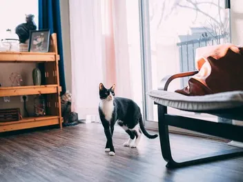 11 Free DIY Cat Room Ideas You Can Make Today (With Pictures)