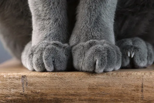 How to Keep Your Cat’s Nails Healthy in 5 Vet-Approved Steps