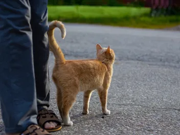 Why Does My Cat Hit Me With Her Tail? 5 Vet Approved Reasons