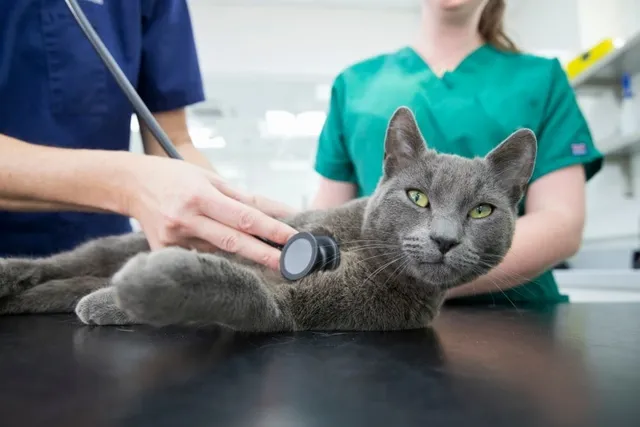 How to Check Your Cats Heart Rate: Vet-Reviewed Advice & Tips
