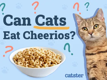 Can Cats Eat Cheerios? Vet-Verified Nutrition Facts & Advice