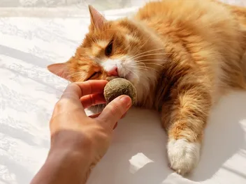 Compressed Catnip Balls: What They Are & Our Top Picks in 2026