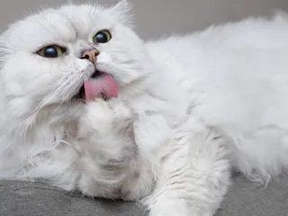 Why Is My Cat “Fur Mowing”? Vet-Reviewed Causes & Treatments Explained