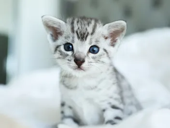 Why Are Cats So Cute? 6 Scientific Reasons We Love Them